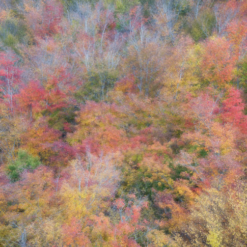 A-GLIMPSE-OF-AUTUMN-barbara-dallangelo
