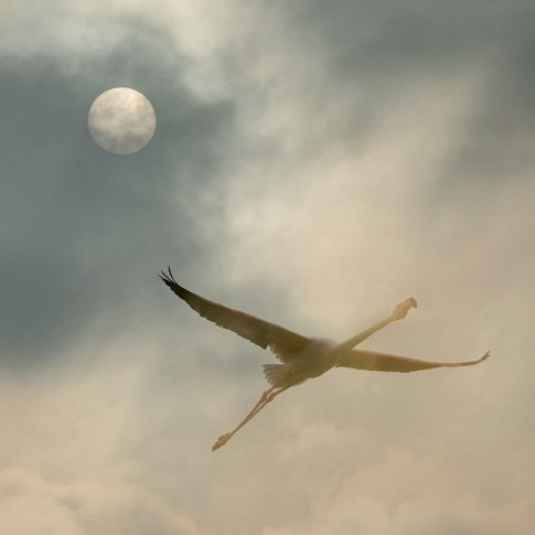 Freedom in the sky - Barbara Dall'Angelo