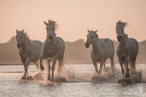 RUNNING-AT-DUSK-barbara-dallangelo
