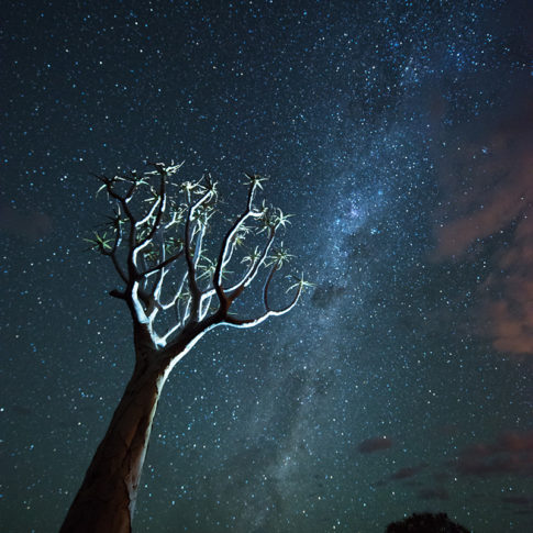 Solitary Sentinel - Barbara Dall'Angelo