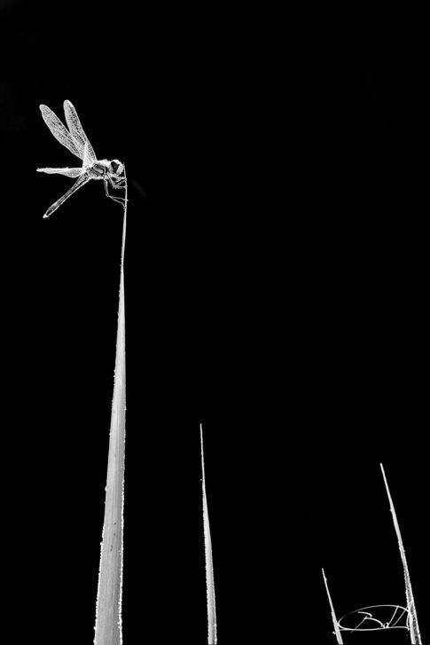 THE-DRAGONFLY-barbara-dallangelo