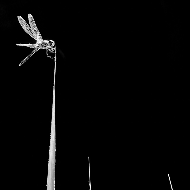 THE-DRAGONFLY-barbara-dallangelo